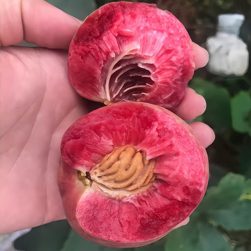 桃子血桃离核老品种
