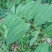 新货纯野生