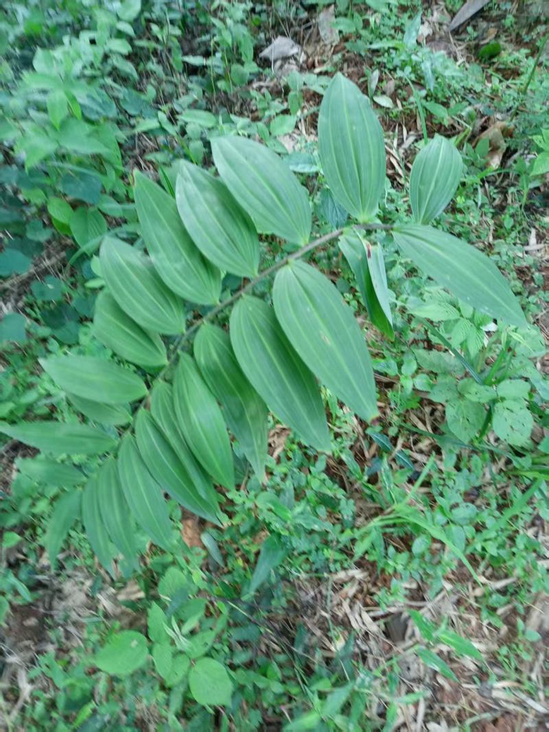 新货纯野生