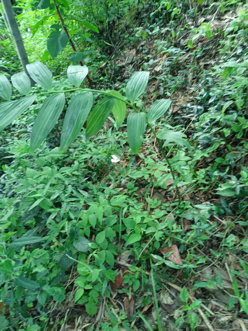 新货纯野生