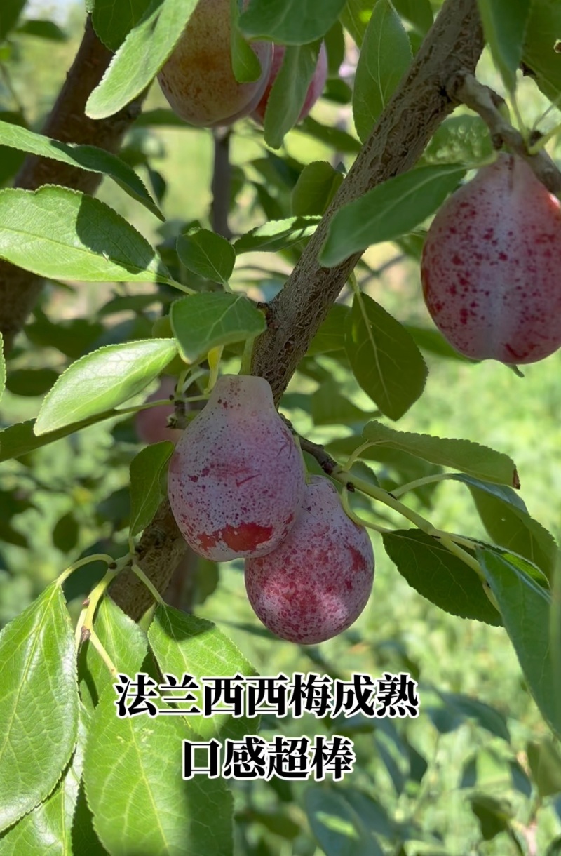 新疆西梅