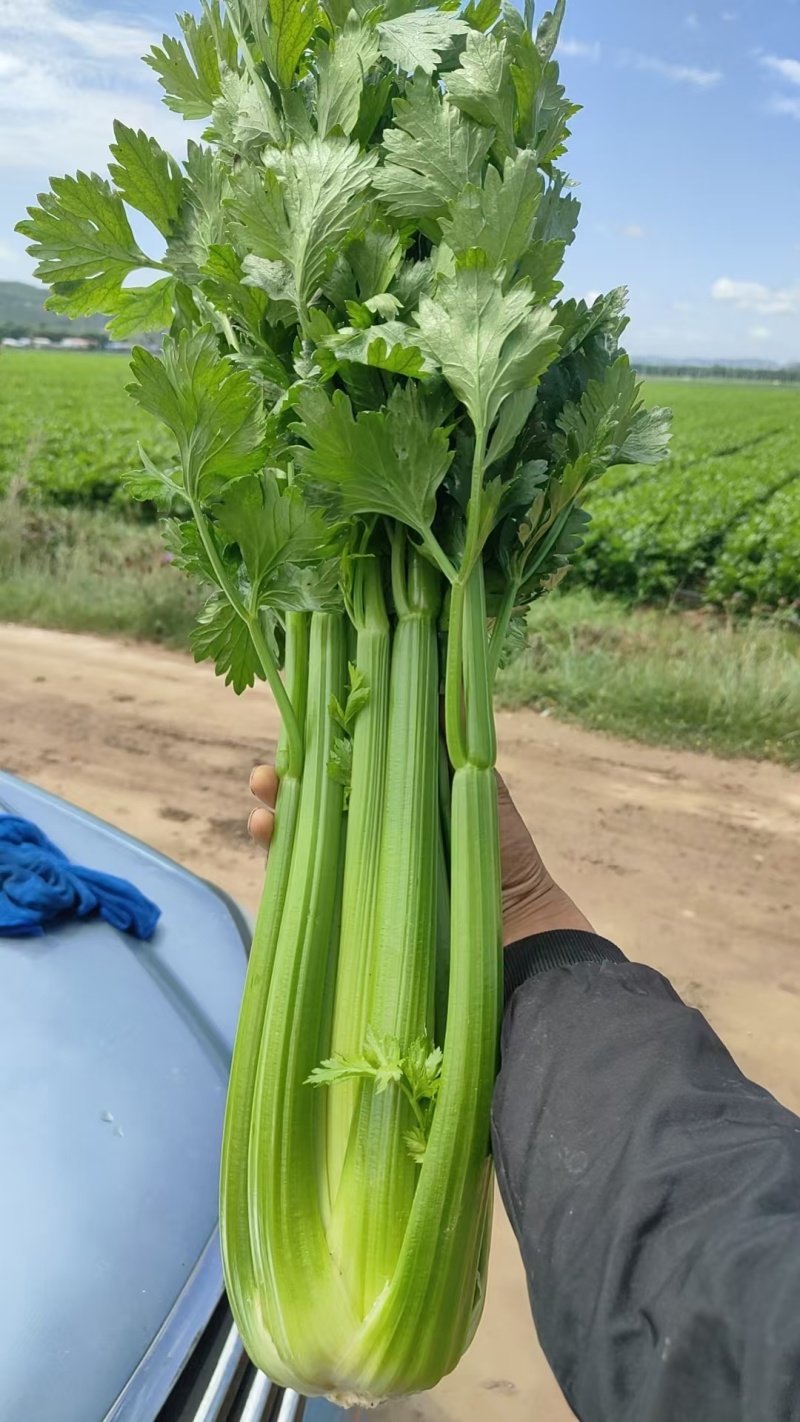 西芹/兰州高原夏菜/西芹/芹菜产地直发