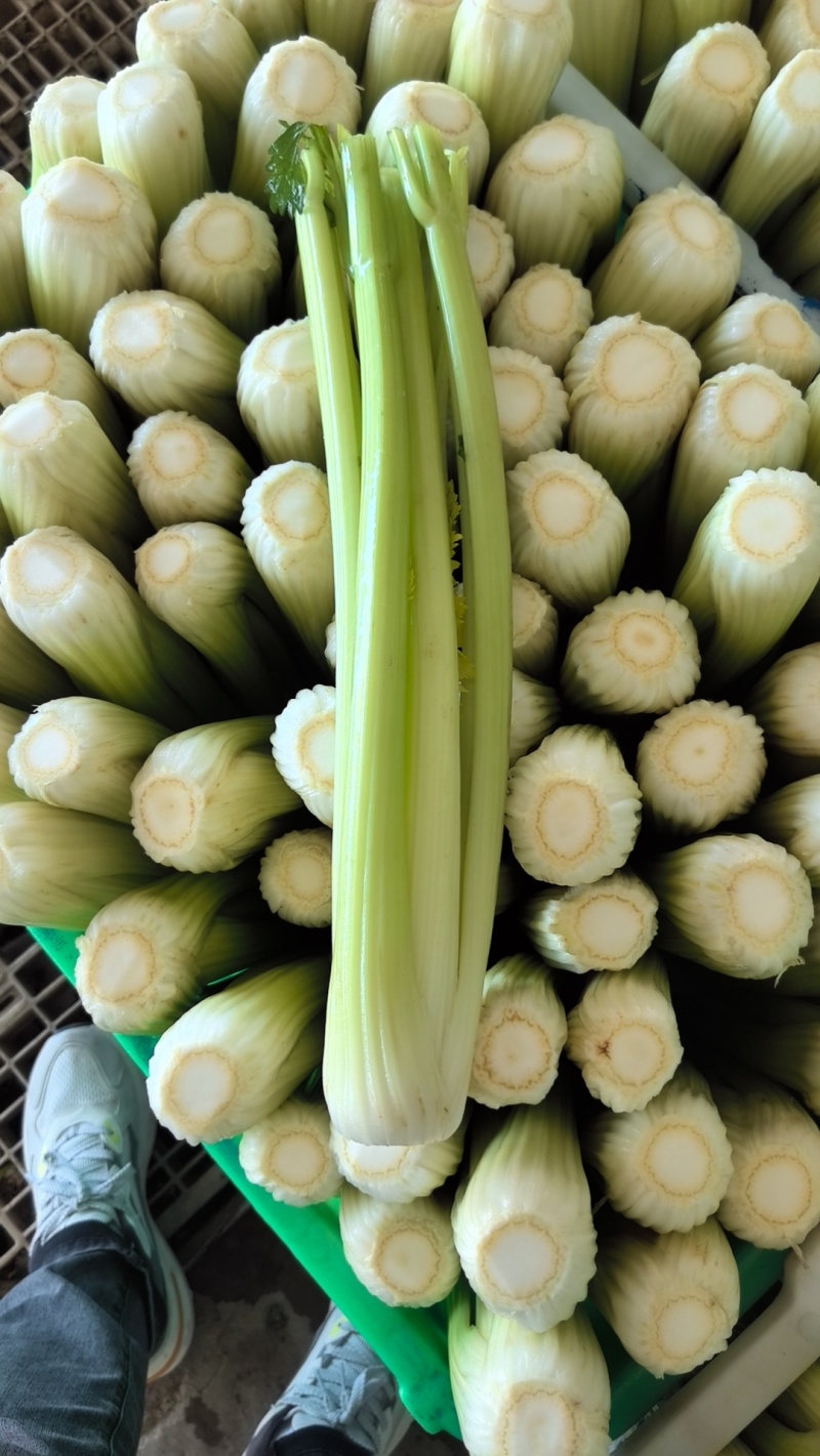 西芹/兰州高原夏菜/西芹/芹菜产地直发