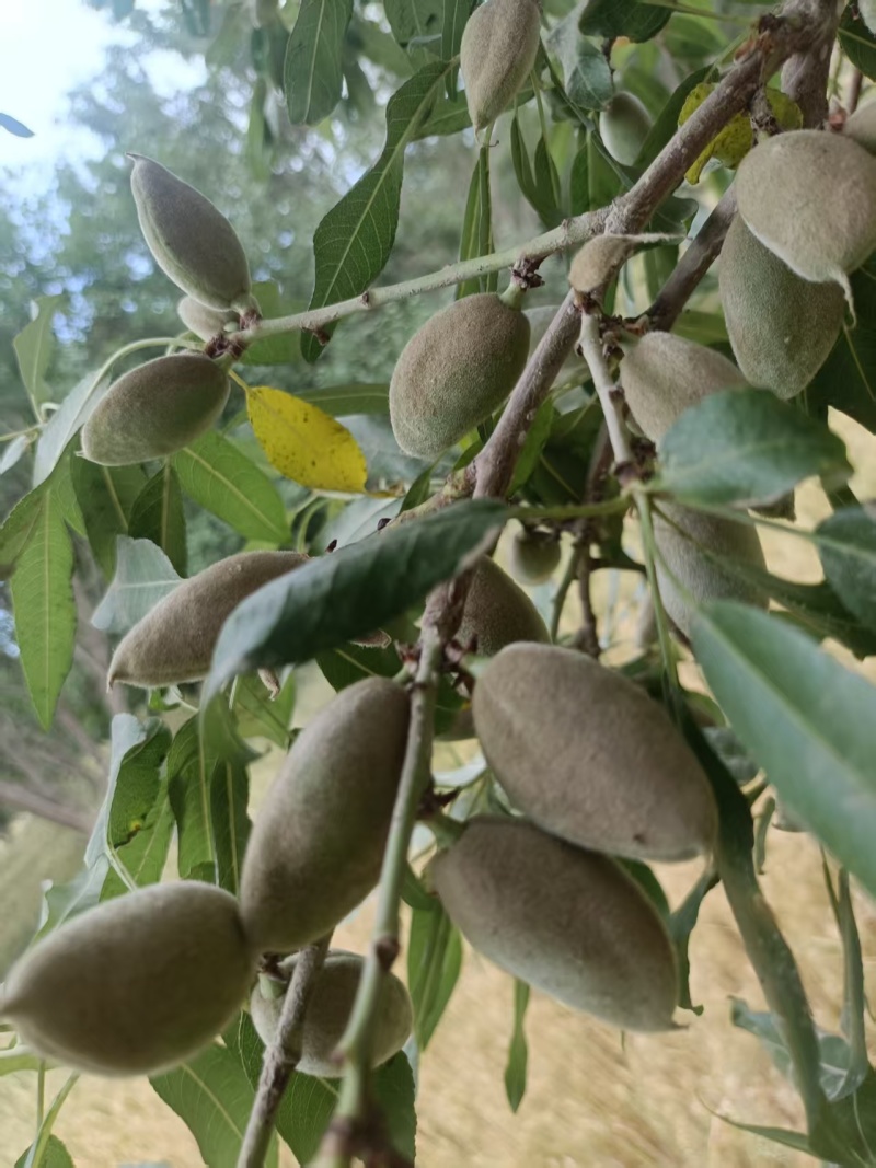 新鲜巴旦木，