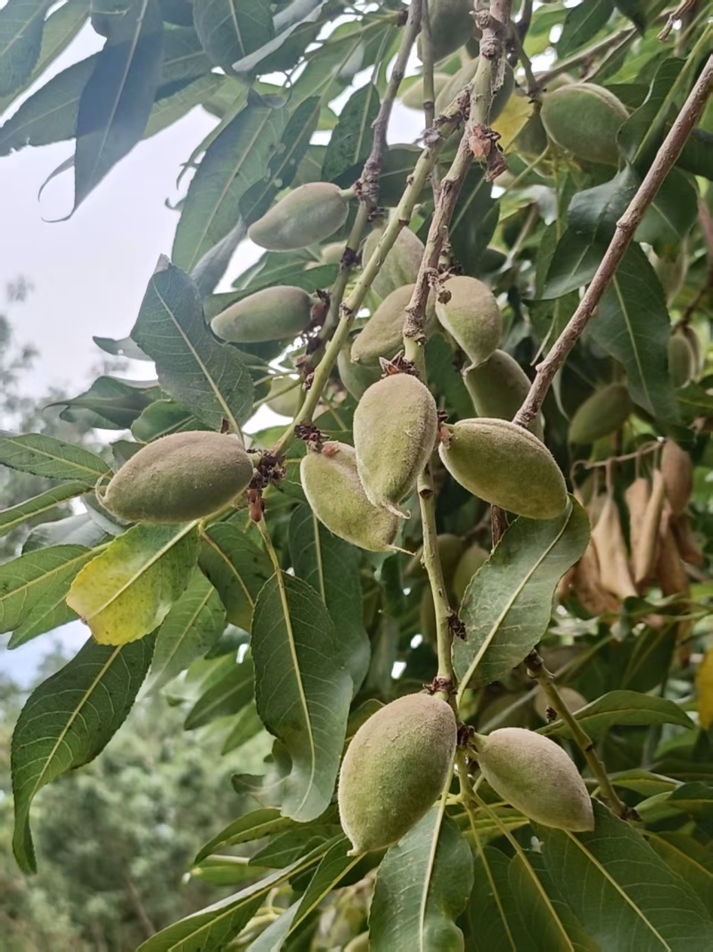 新鲜巴旦木，