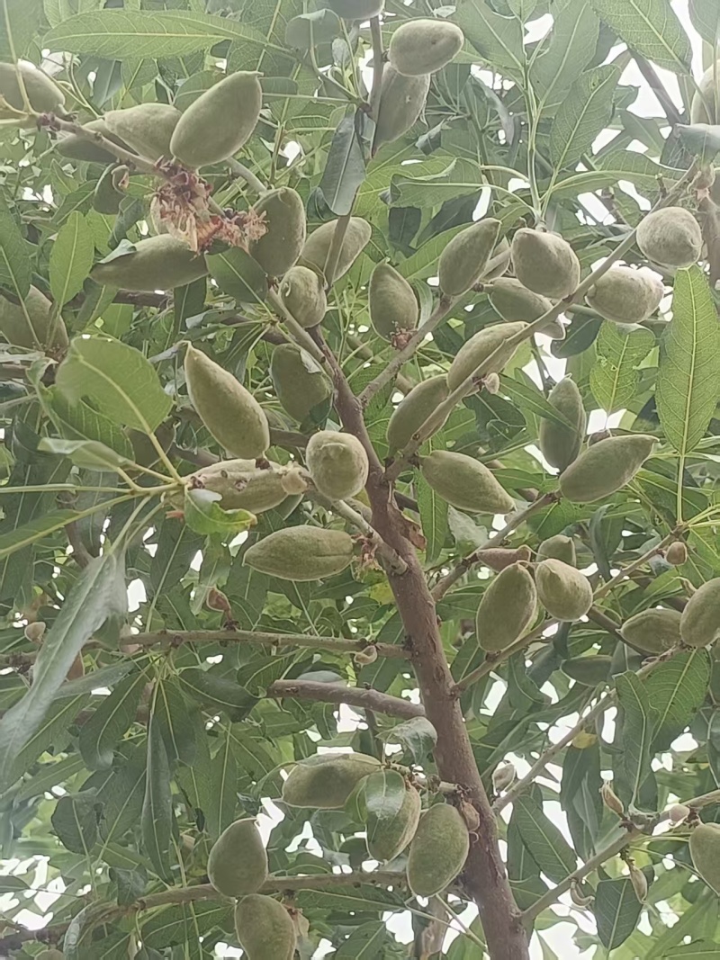 新鲜巴旦木，