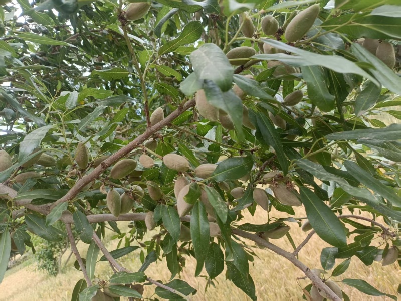 新鲜巴旦木，