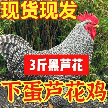 好养耐活高产芦花鸡大量有货鸡群疫苗期齐全康无病