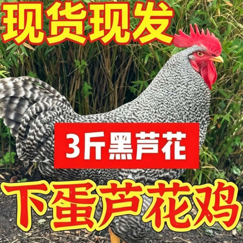 好养耐活高产芦花鸡大量有货鸡群疫苗期齐全康无病