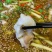 青花椒鱼火锅底料