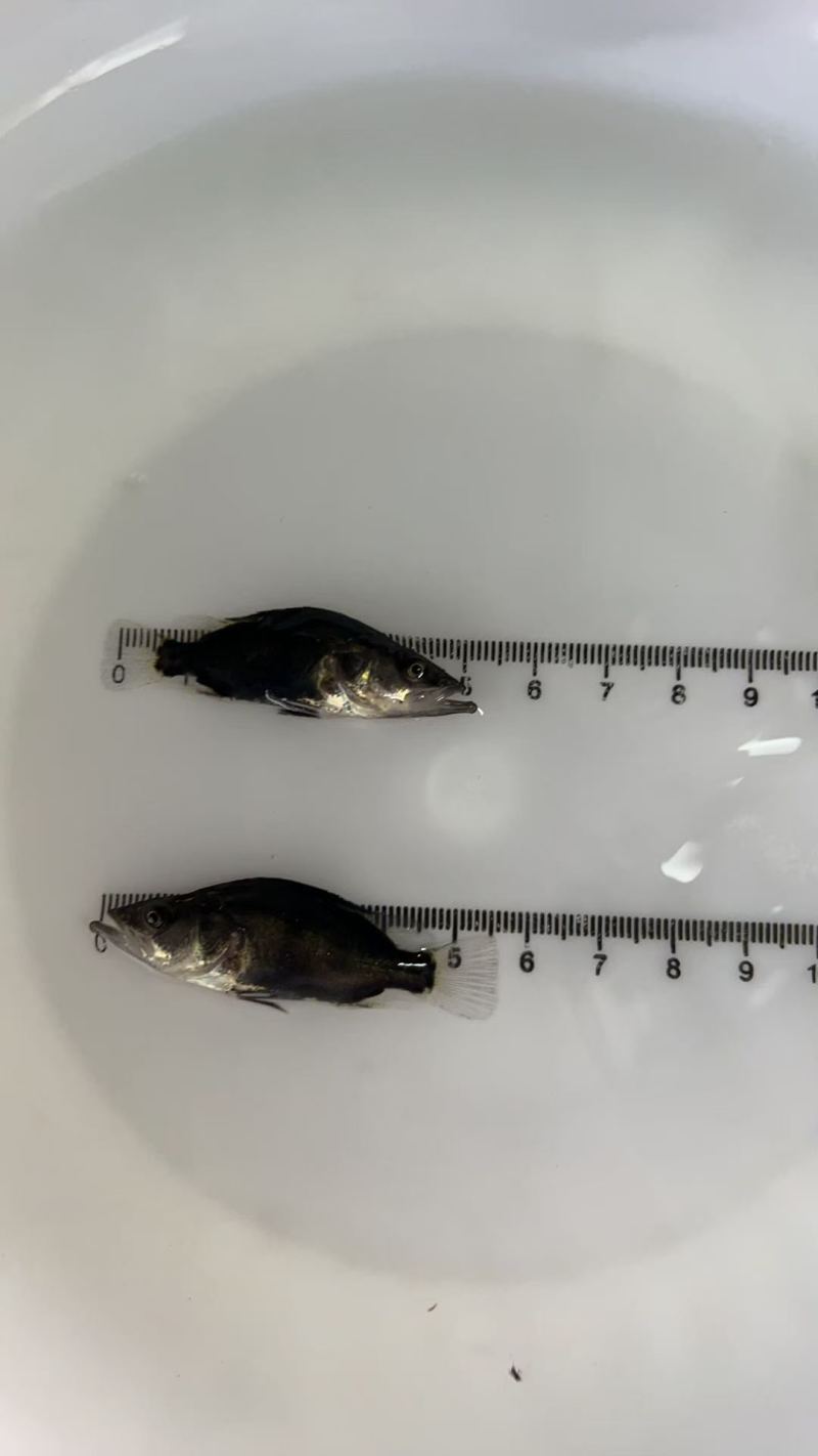 鳜鱼苗（淡水鱼类）