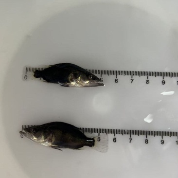 鳜鱼苗（淡水鱼类）