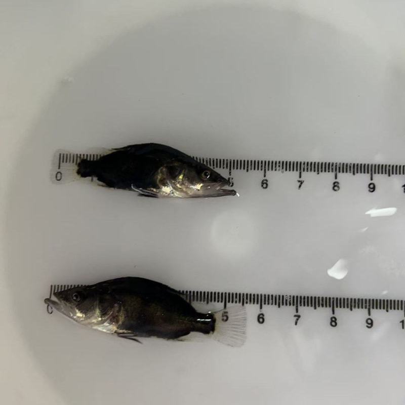 鳜鱼苗（淡水鱼类）