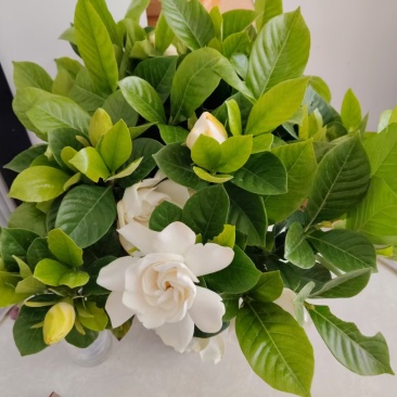 茉莉盆栽，水培栀子花