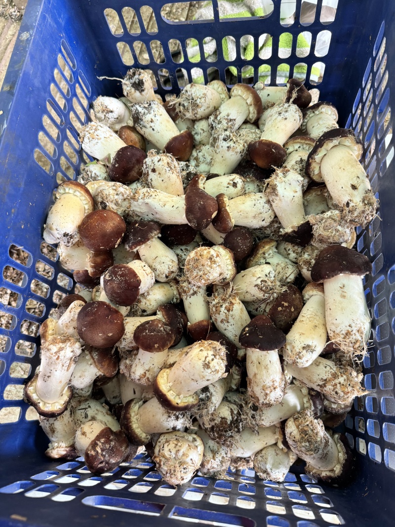 赤松茸