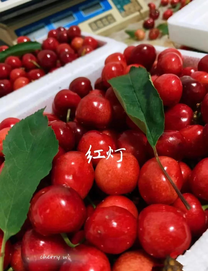 甘肃红灯樱桃产地直发规格齐全量大从优欢迎来电咨询订购