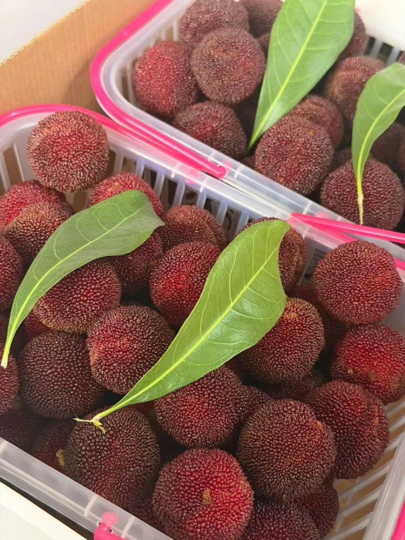 【精品】东魁杨梅生态种植现摘现发农户自销质量保证