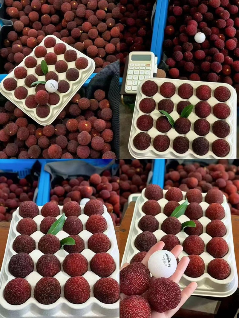 【精品】东魁杨梅生态种植现摘现发农户自销质量保证
