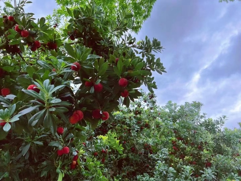 【精品】东魁杨梅生态种植现摘现发农户自销质量保证