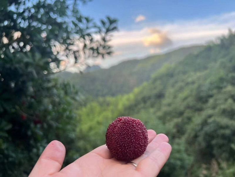 【精品】仙居杨梅农户自销生态种植保质保量可零售可批发