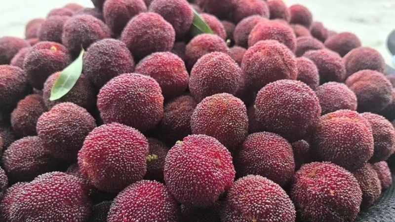 【精品】仙居杨梅农户自销生态种植保质保量可零售可批发