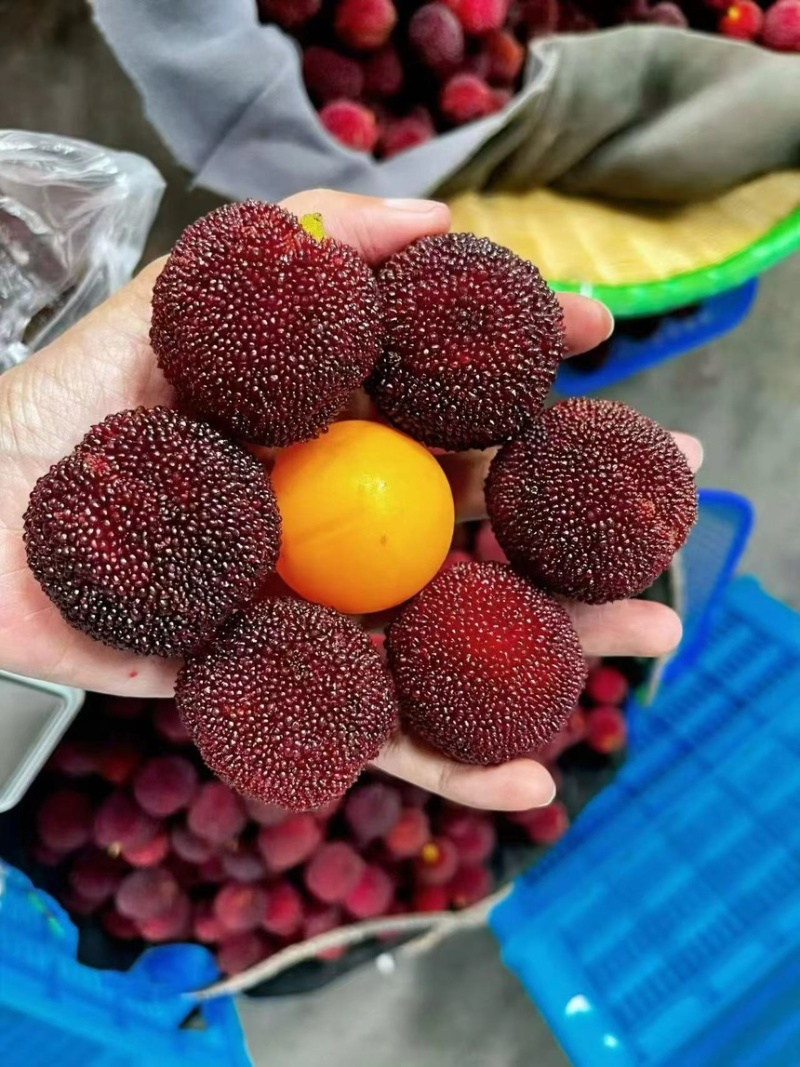 【精品】仙居杨梅农户自销生态种植保质保量可零售可批发