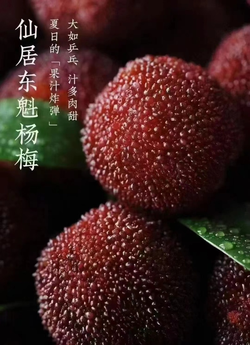 【精品】仙居杨梅农户自销生态种植保质保量可零售可批发