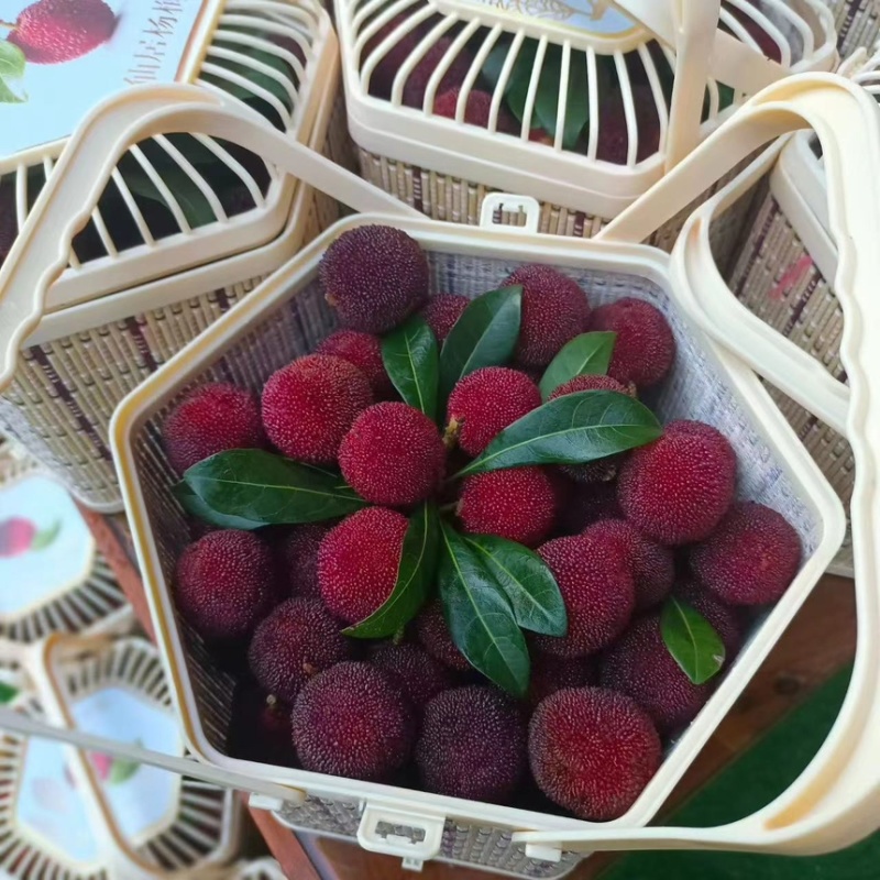 【精品】仙居杨梅农户自销生态种植保质保量可零售可批发