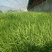 水培韭菜