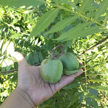 杜仲叶，杜仲茶，杜仲籽，文冠果籽，