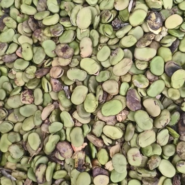 干蚕豆