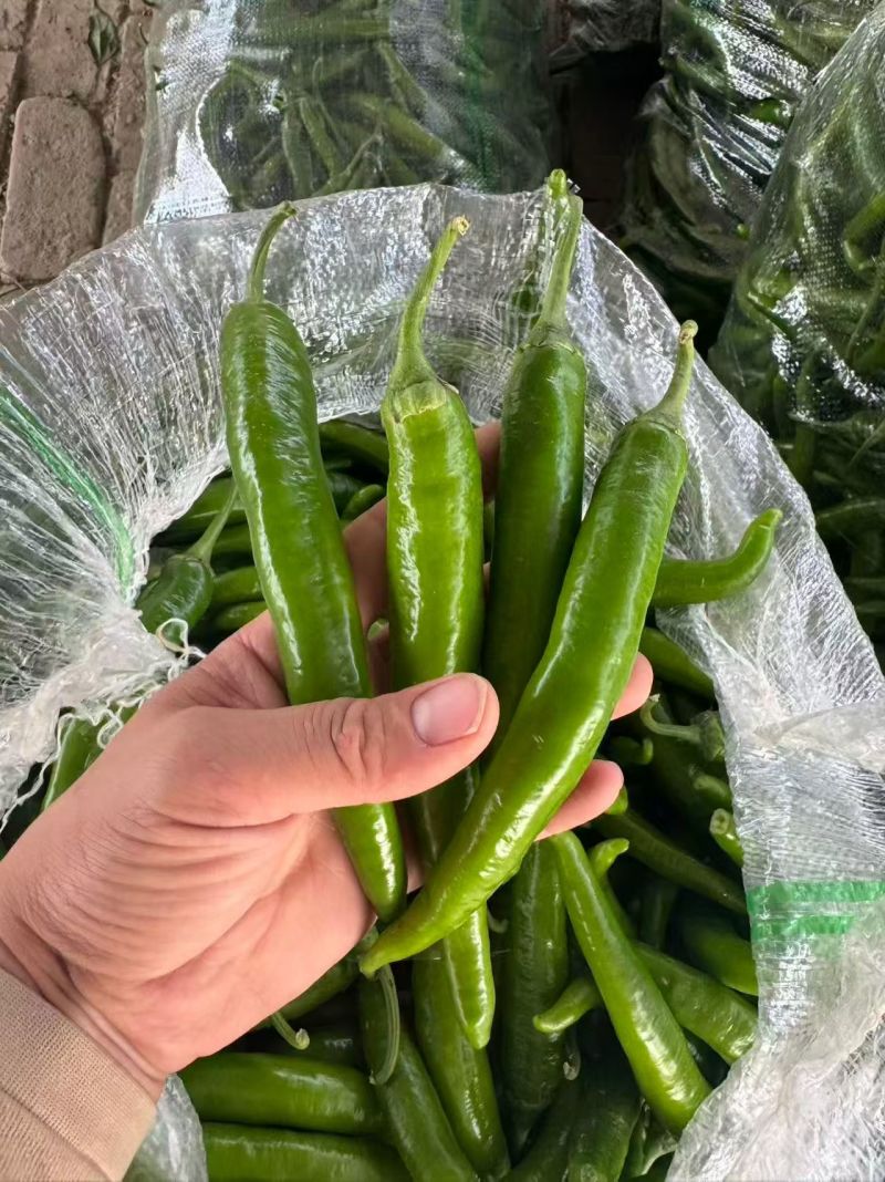 精品杭椒适合超市电商各大市场品质好需要的联系