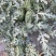 早春红玉产地直发现摘现发，酥脆清甜