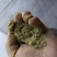 松针粉绿色畜牧养殖饲料添加剂细粉保质保量欢迎来电