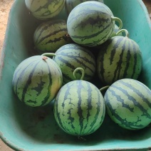 顺义麒麟西瓜（美都）