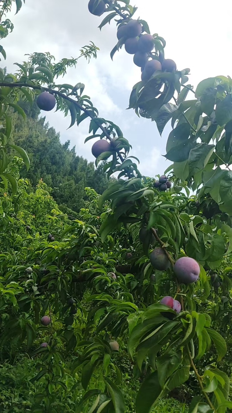 五月脆