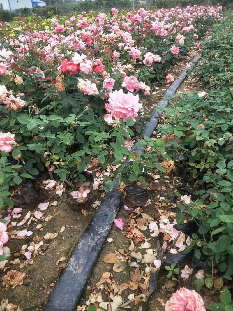 16杯月季，基地直发！全国合作，诚信经营，量大从优