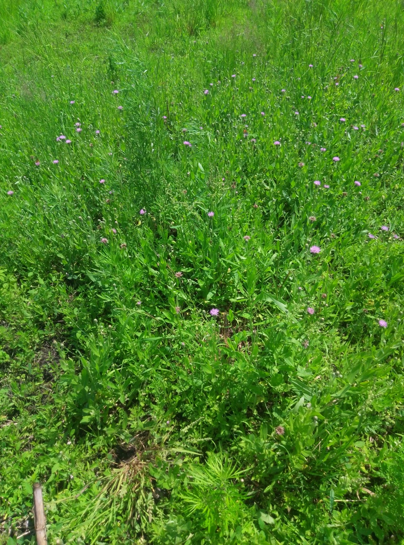 小蓟草干货