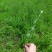 小蓟草干货