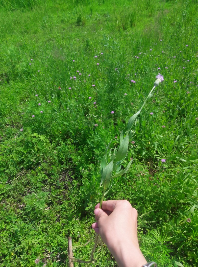 小蓟草干货