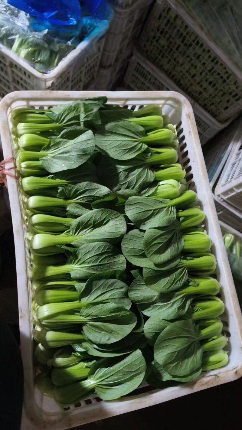 上海青