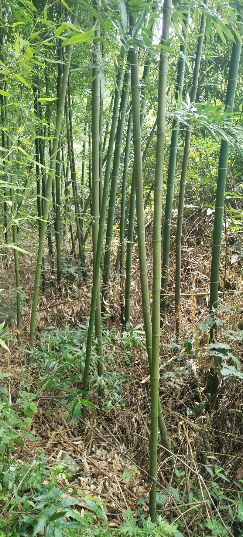 苦竹，斑竹，白夹竹，紫竹刺等可观赏竹，园林绿化等。