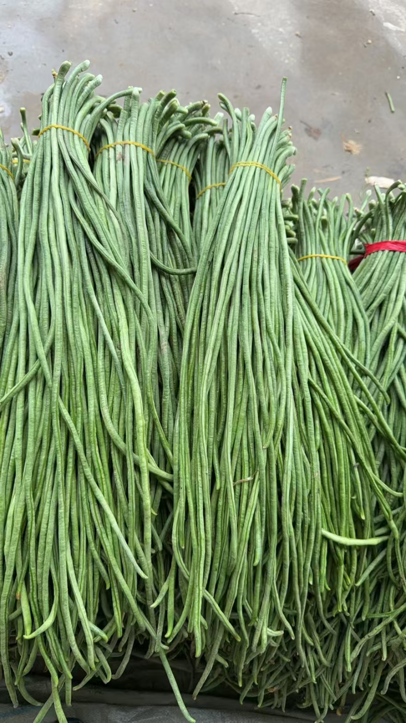 江苏徐州青条豆角大量上市产地代办代收诚信经营