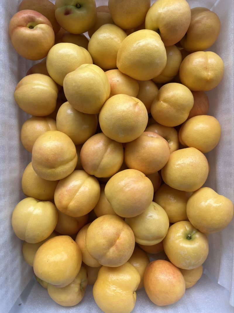 黄金油桃大果