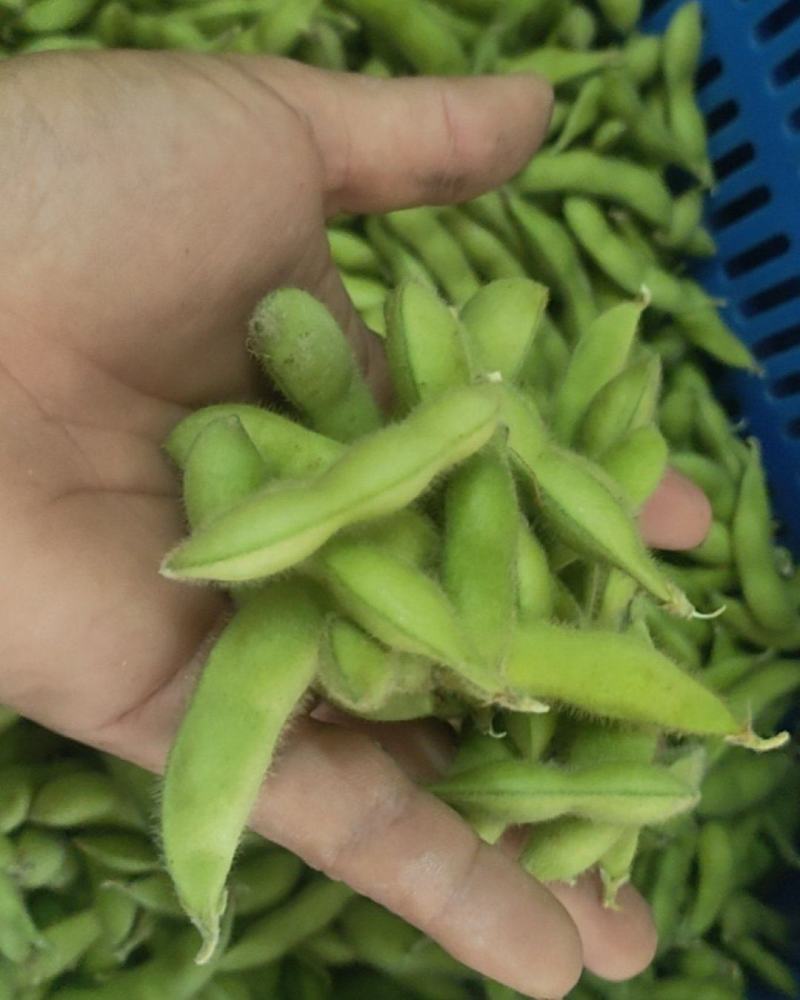 绿皮毛豆