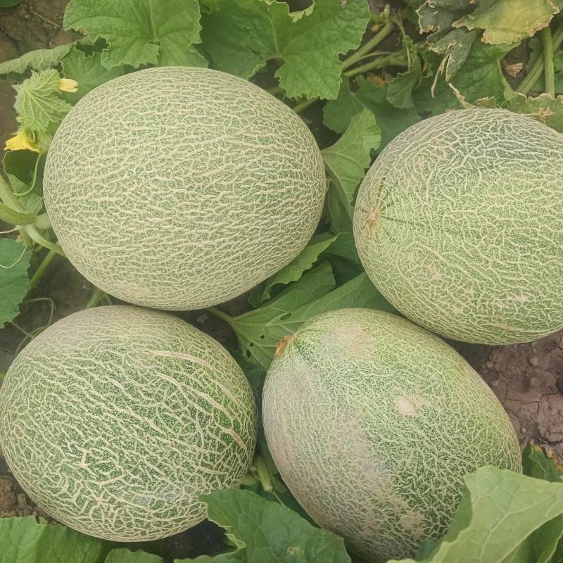 精品哈密瓜晓蜜25号大量有货货源充足