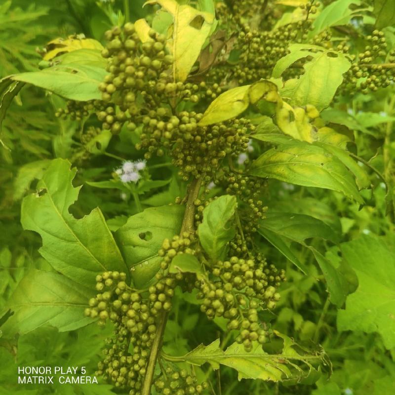 杜茎山