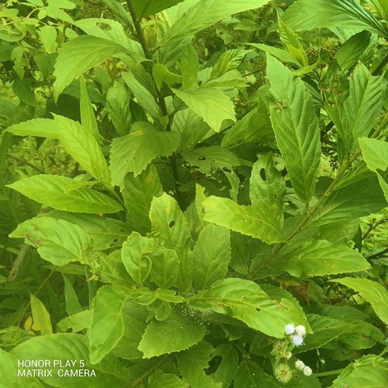杜茎山