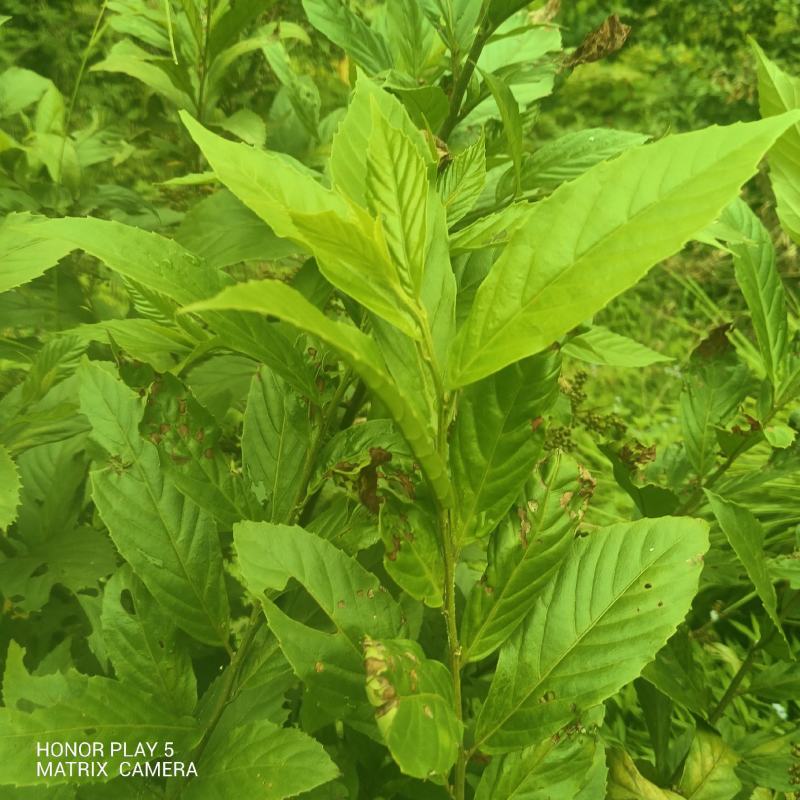 杜茎山