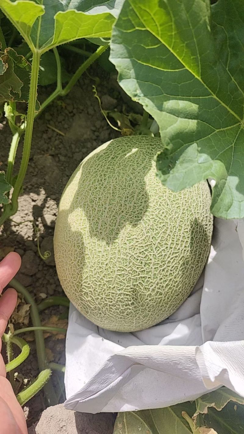 精品哈密瓜晓蜜25号大量有货货源充足